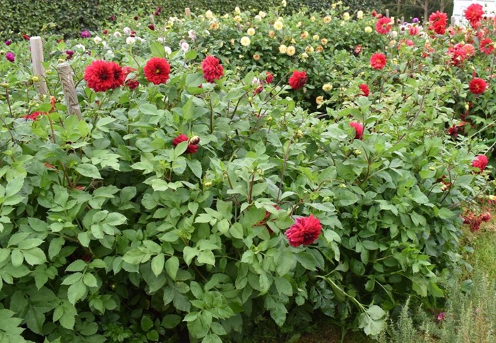Blommande plantor av dahlian 'Liseberg Röd'.