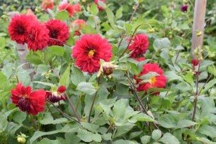 Dahlia Liseberg Röd, press mini. Foto Karin Persson, SLU.jpg