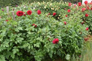 Dahlia 'Liseberg Röd', press mini. Foto Karin Persson, SLU.jpg