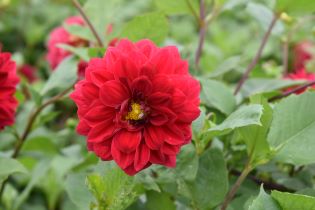 Dahlia Liseberg Röd, pressfoto mini. Foto Karin Persson, SLU.jpg