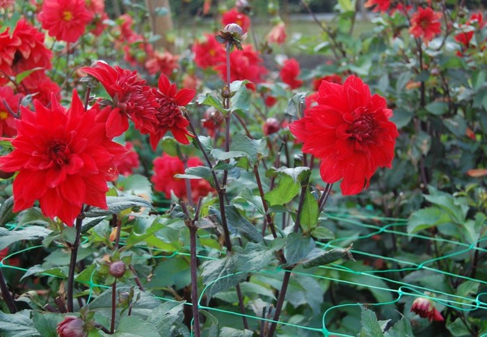 Blommande plantor av den röda dahlian 'Regina'.