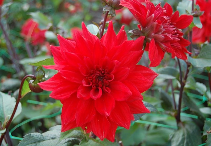 Närbild av den röda blomman hos dahlian 'Regina'.