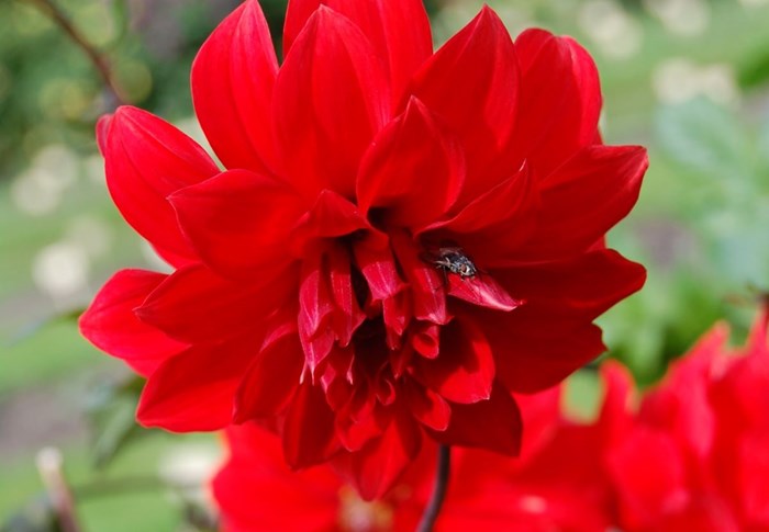 Närbild av den röda blomman hos dahlian 'Regina'. I mitten av blomman sitter en fluga. 