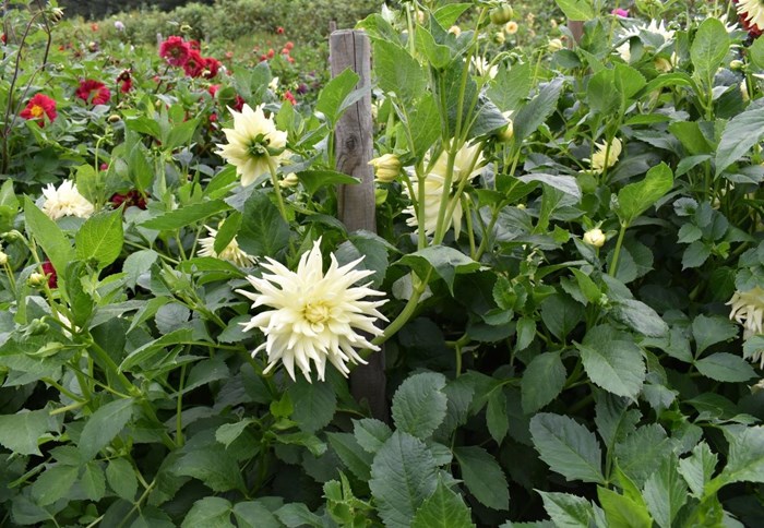 Blommande planta av dahlian 'Sonora'. Sorten blommar med ljust gula, kaktusformade blommor. 