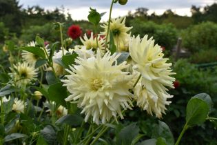 Närbild av de ljusgula blommorna hos dahlian 'Sonora'.