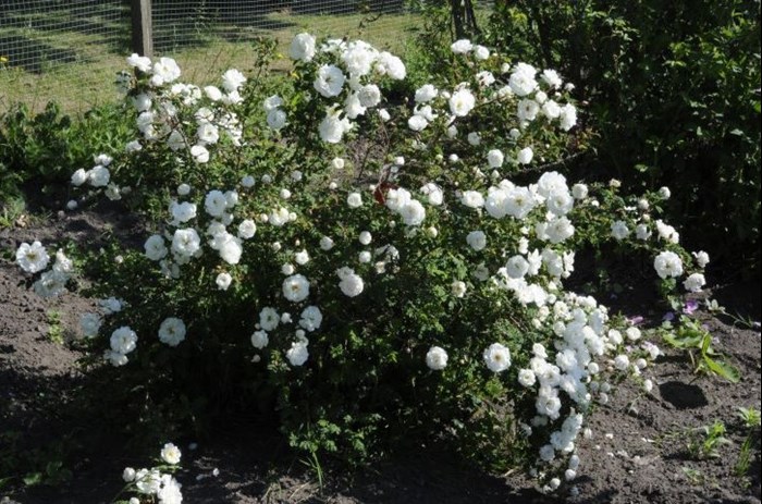 En blommande planta av spinosissima-rosen 'Dala-Floda'.