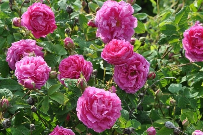 Blommande damascenerros 'Järnvägaren'. Färgfoto.