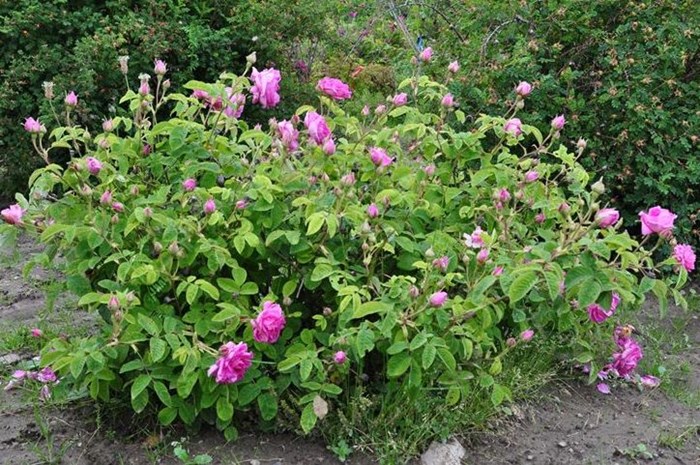 Damascenerrosen 'Järnvägaren' i blom. Fotot visar hela plantan och plantans växtsätt. Färgfoto.