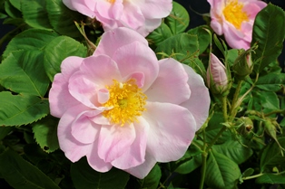 Närbild av blomman hos damascenerrosen 'Svea'. Blomman är ljust rosa och enkel. Färgfoto. 