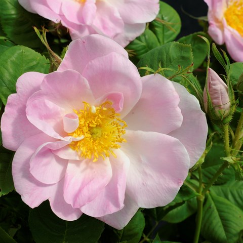 Närbild av blomman hos damascenerrosen 'Svea'. Blomman är enkel och ljust rosa. Färgfoto. 