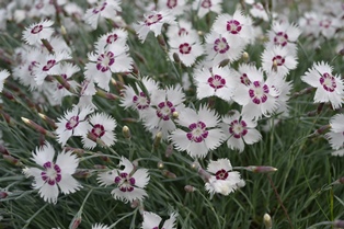 Blomningen hos fjädernejlikan 'Marieberg'. På fotot syns en mängd vita blommor som har ett mörkt lila öga. Färgfoto.  