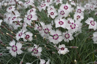 Dianthus 'Marieberg'