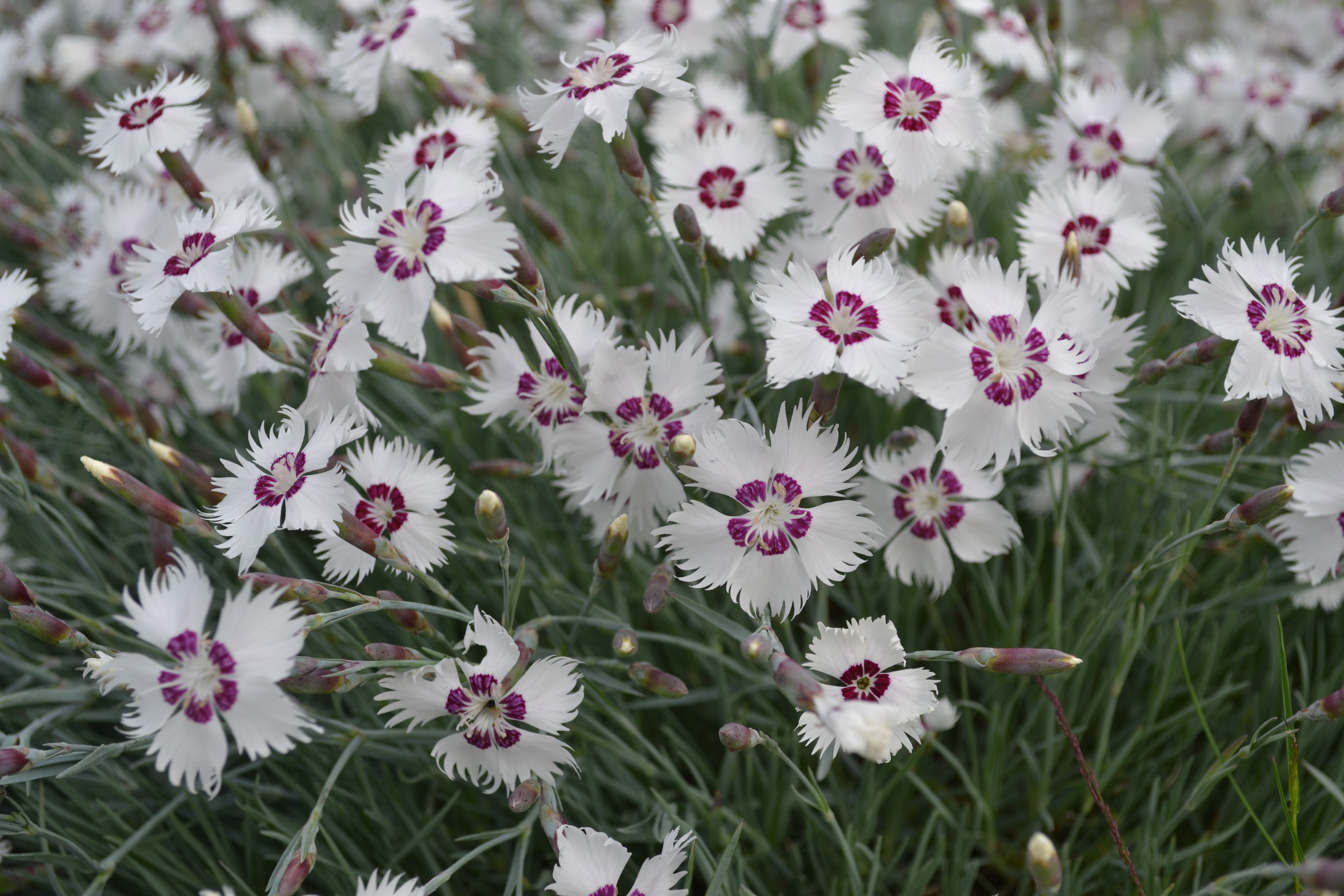 Перистая гвоздика выращивание. Гвоздика перистая многолетняя. Гвоздика Dianthus plumarius. Гвоздика перистая (Dianthus plumarius `Desmond`). Гвоздика перистая махровая многолетняя.