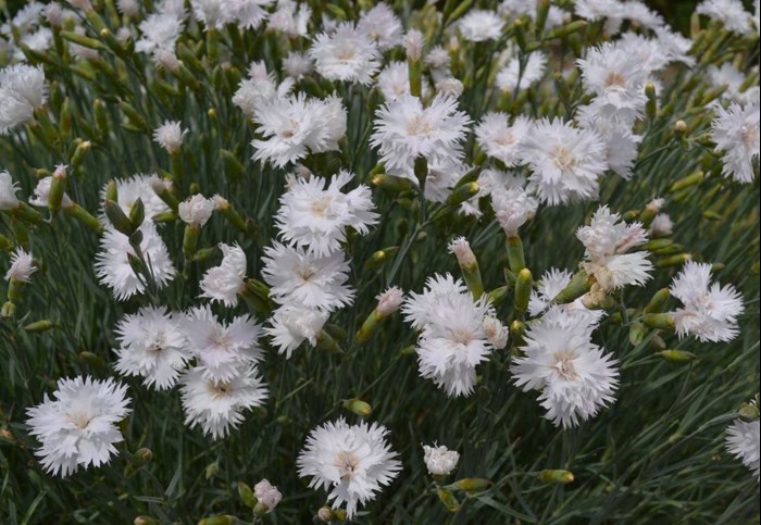 Blommande plantor av fjädernejlikan 'Frösön'. Sorten blommar med halvfyllda vita blommor. 