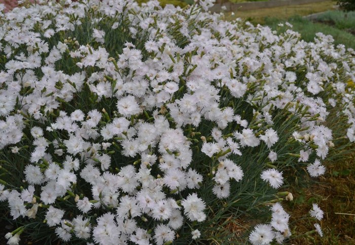 En blommande planta av fjädernejlikan 'Frösön', helt översållad av halvfyllda vita blommor. 