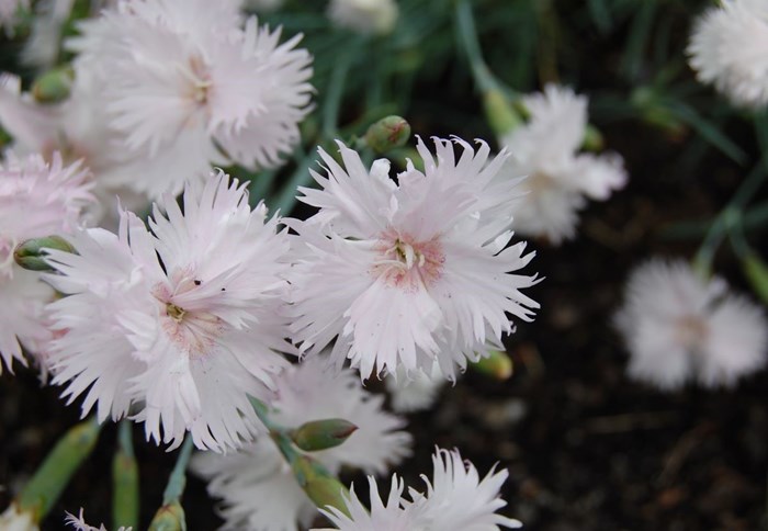 Vita nejlikblommor av sorten 'Frösön' mot en mörk bakgrund. 