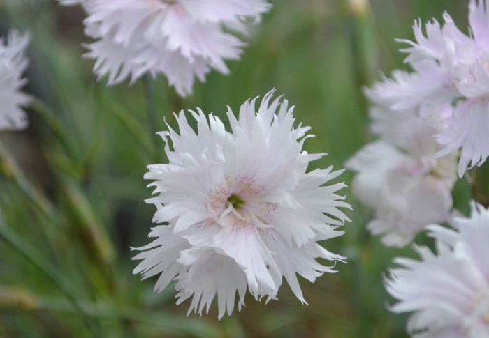 Närbild av den vita, halvfyllda blomman hos fjädernejlikan 'Frösön'.