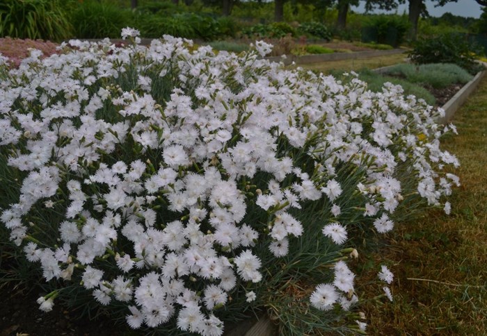 En blommande planta av fjädernejlikan 'Frösön'. Plantan är översållad av vita, halvfyllda blommor. 