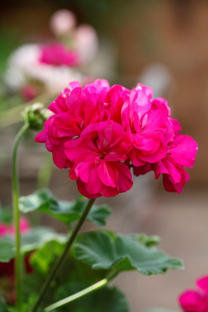 Närbild av blomman hos pelargonsorten 'Drottningminne'. Sorten har starkt rosa blommor. Färgfoto. 