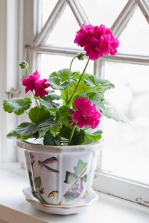 En planta av sorten 'Drottningminne' står i fönsterkarmen till ett spröjsat, vitmålat fönster. Pelargonen står i en kruka med ostindisk dekor. Blomman är starkt rosa. Färgfoto.
