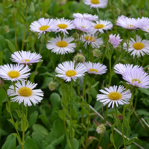Plants of the seaside daisy 'Fru Frida Lindström' in bloom. The flowers are lilac with a yellow middle. Colour photo. 