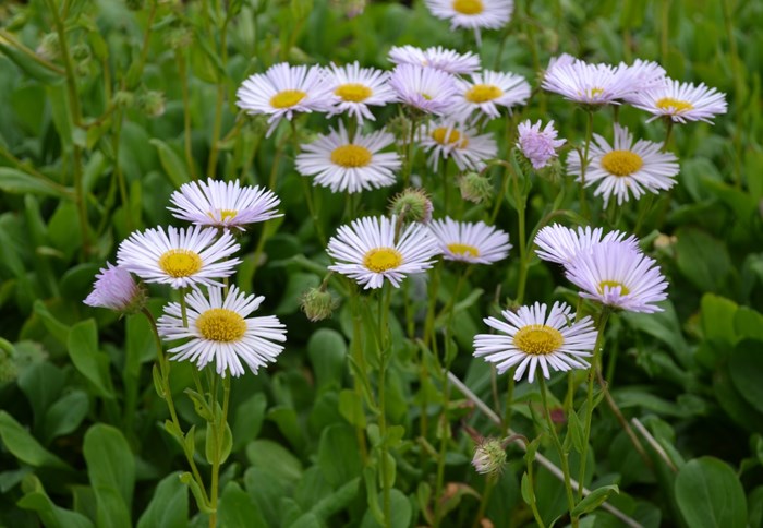 Strandbinka 'Fru Frida Lindström' i blom. På fotot syns en blommande planta med ett femtontal blommor. Blommorna är ljust lila med gul mitt. Färgfoto.