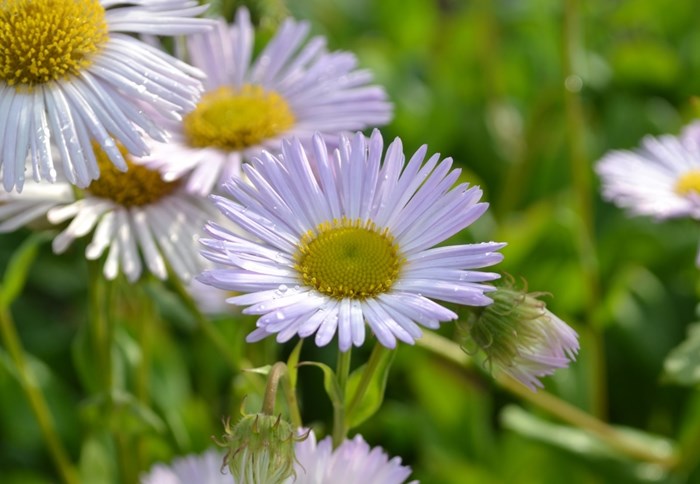 Närbild av blomman på strandbinkan 'Fru Frida Lindström'. Blomman är ljust lila med gul mitt. Färgfoto. 