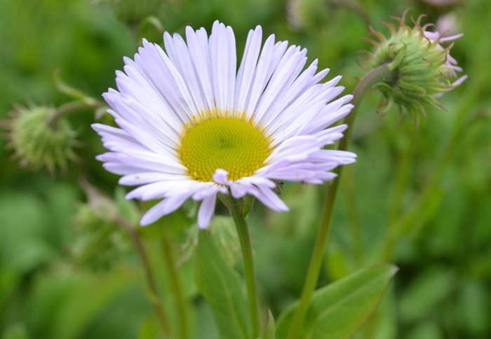 Närbild av blomman hos strandbinkan 'Fru Frida Lindström'. Blomman har ljust lila strålblommor och gula korgblommor. Färgfoto.