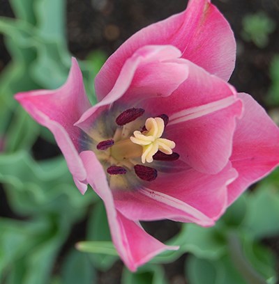 Närbild av tulpanen Ester, den mjukt rosa blomman har en vit strimma på de inre bladen.