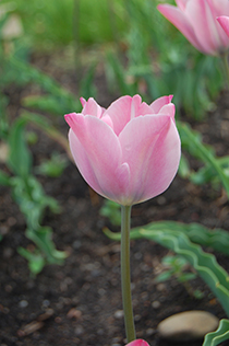 Sidobild av tulpanen Ester. Utsidan av blomman är en mjuk, kall rosa. 