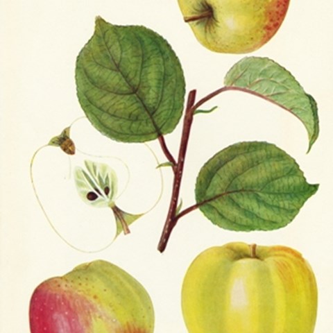 Äldre botanisk illustration av äpplesorten 'Filippa' ur boken Danmarks frugtsorter av Anton Pedersen 1950. Illustrationen är gjord av Ellen Backe.