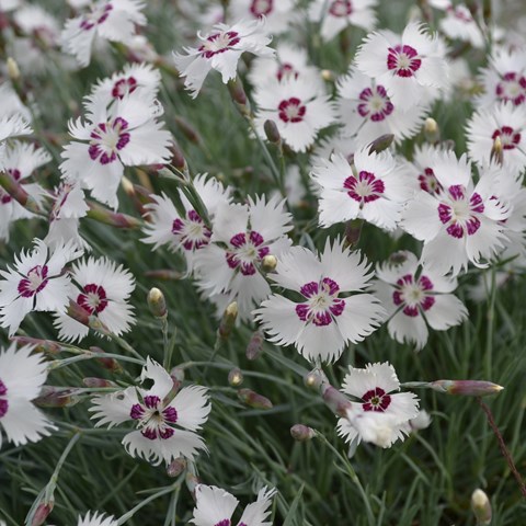 Garden pink 'Marieberg'. The cultivar has white flowers with a purple eye in the middle. The foliage is greyish green. Colour photo.