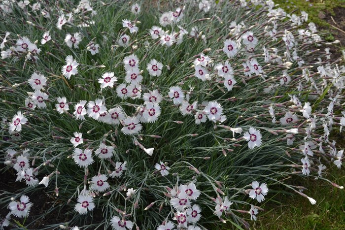 Fjädernejlikan 'Marieberg' i blom. Fotot visar en planta i full blom. Blommorna är vita med ett mörkt lila öga. Färgfoto. 