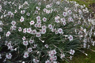 Fjädernejlikan 'Marieberg' i blom. Plantan är översållad av vita blommor med ett mörkt lila öga. Färgfoto. 