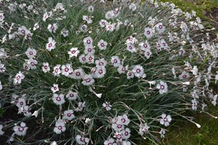 Dianthus Plumarius-Gruppen Marieberg