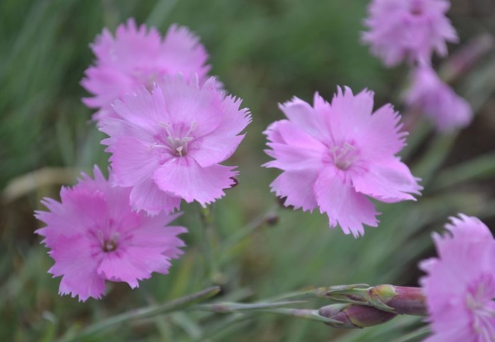 Närbild av blommor hos fjädernejlikan 'Timmermannens Rosa'. Blommorna är rosa och har fransiga kronblad. 