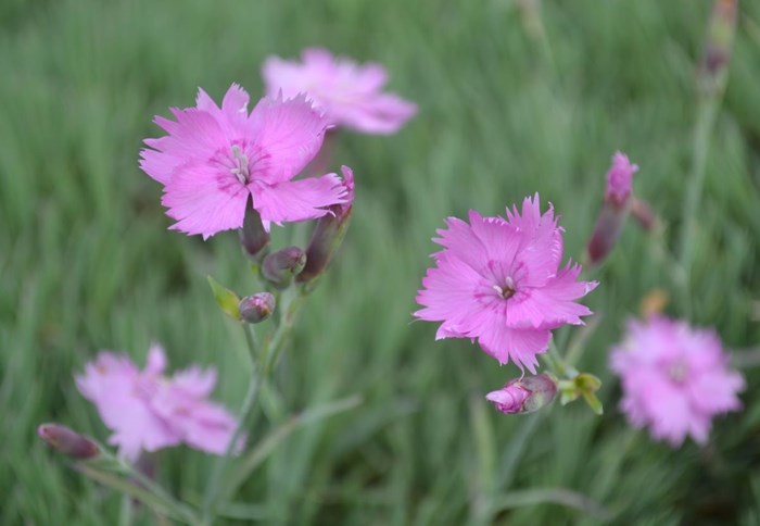 Närbild av de rosa blommorna hos fjädernejlikan 'Timmermannens Rosa'.