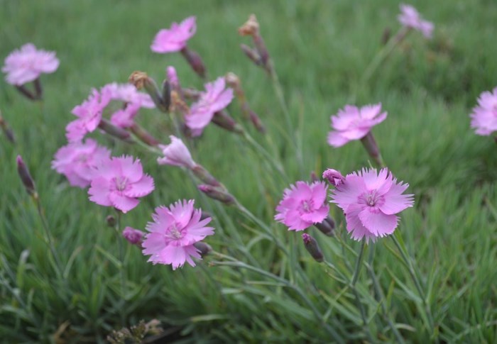Blommande plantor av fjädernejlikan 'Timmermannens Rosa'.