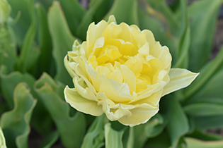 Närbild av tulpanen Granlunda. Den fyllda blomman är mjukt ljusgul. 