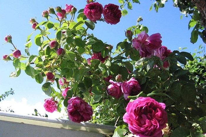 Bourbonrosen 'Great Western'. Färgfoto som visar en blommande gren som växt upp på ett tak. 