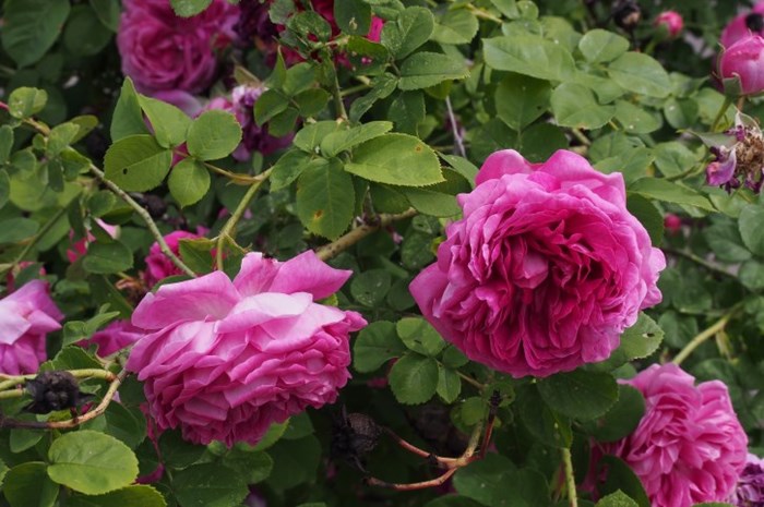 Närbild av blomman på bourbonrosen 'Great Western'. Färgfoto.
