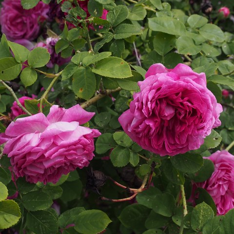 Närbild av bourbonrosen 'Great Western'. Rosens blommor är purpurröda. Färgfoto. 