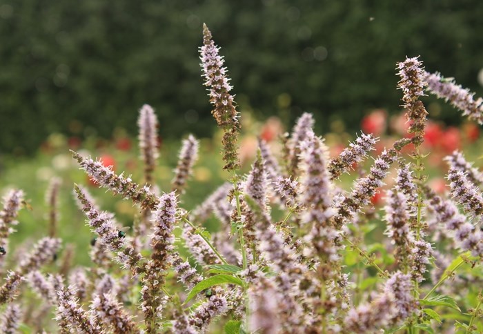 I förgrunden ses blomställningar och bladverk hos grönmyntan 'Fägre' med lila blommor. I bakgrunden röda dahlior. Färgfoto. 