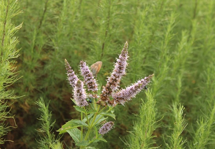 Närbild av blomställningen hos grönmyntan 'Fägre'. Blommorna är lila. 