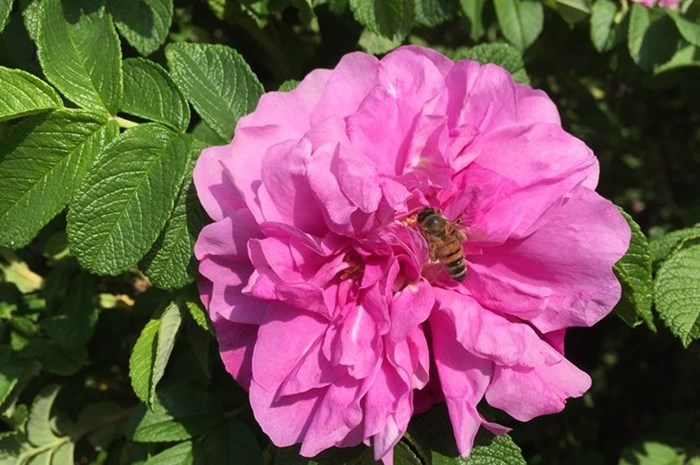 Närbild av blomman på rugosarosen 'Gryts Bruk'. Färgfoto.