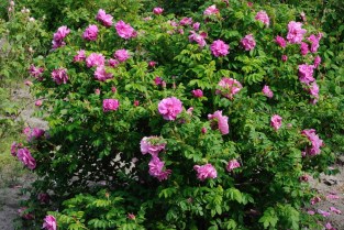 Rugosa-ros 'Gryts Bruk'. Foto Lars-Åke Gustavsson