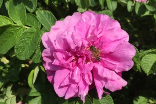 Närbild av gallicarosen 'Gryts Bruk'. Blomman är rosa. Färgfoto. 
