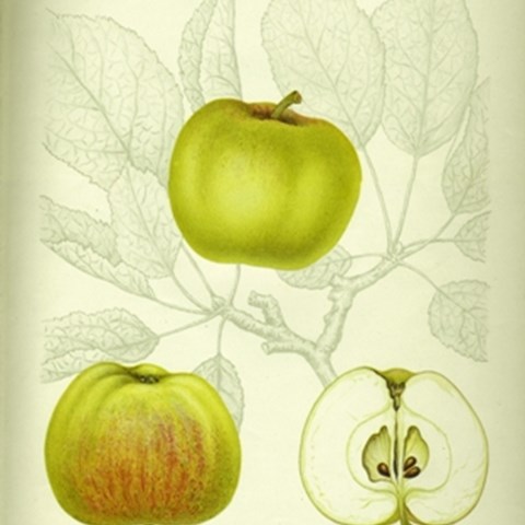 Äldre botanisk illustration av äppelsorten 'Gyllenkroks Astrakan'. Illustrationen är gjord av H. Sjöberg och är publicerad i boken "Svenska fruktsorter" av A. Pihl och J. Eriksson. Boken gavs ut 1912. 