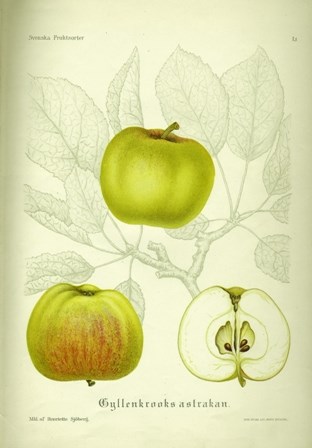 Äldre botanisk illustration av äppelsorten 'Gyllenkroks Astrakan'. Illustrationen är gjord av H. Sjöberg och är publicerad i boken "Svenska fruktsorter" av A. Pihl och J. Eriksson. Boken gavs ut 1912. 
