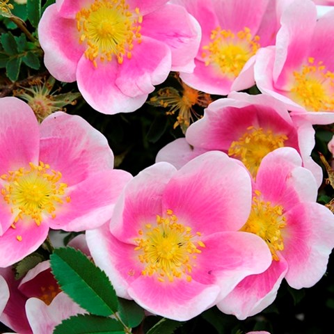 Närbild av den enkla rosa och vita blomman hos spinosissimarosen 'Hällestorp'.